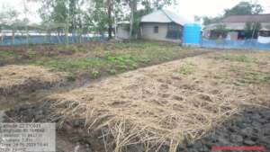 courtyard level vegetable gardening
