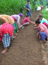 Vegetable nursery bed preparation