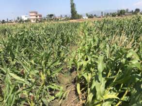 Beneficiaries getting support of corn seed
