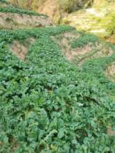 Commercial vegetables for income