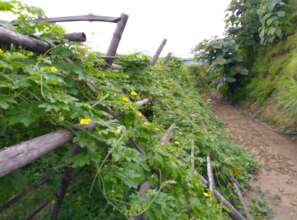Growing bitter gourd for income