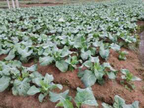 Growing commercial off season vegetable