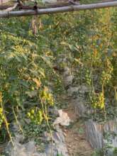 Growing tomato for income generation