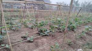 Growing vegetables by local farmers