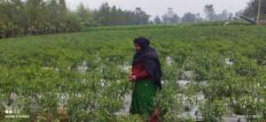 Growing vegetables for income and consumption