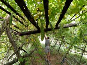 Harvesting bitter gourd