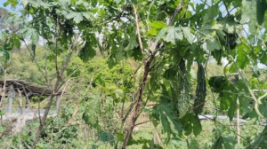 Harvesting bittergourd