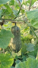 Harvesting green vegetables by farmers