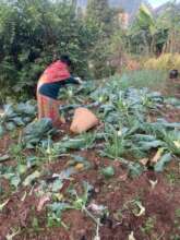 Engagement in vegetable production for IG