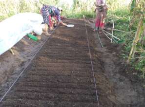 Nursery bed preparation for vegetable