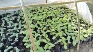 Nursery establishment by  local farmers