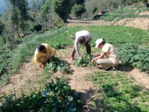 Observing disease and pest in vegetable