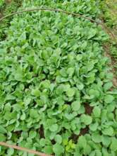 Prepared nursery by women farmers