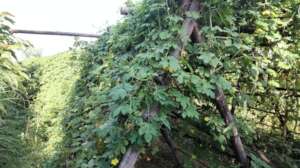 Produced bittergourd by women farmer