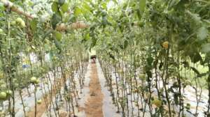 Producing tomato in tunnel by women farmer