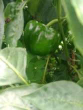 Producing vegetables by local women