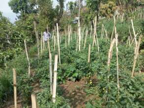 Rural farmer producing off season vegetables