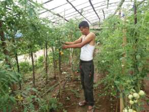 Farmer using drip for irrigation of vegetables
