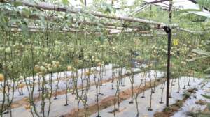 Tomato produced  for income