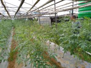Tomato produced in Tunnel