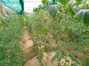Tomato production for income
