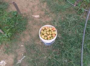 Tomato ready for market