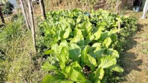 Vegetable producing in home garden