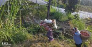 Preparing biopesticides for plant protections