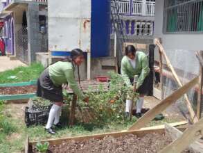 Establishment of orchards