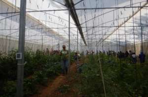 Vegetable Production Without Chemicals Session
