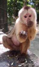 Monkey enjoying sunflower seeds, yum!