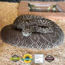 An amazing creature from one of our terrariums