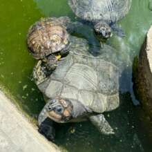 Beautiful turtles