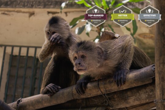 Monkeys observing our Team