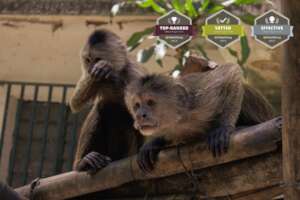 Monkeys observing our Team