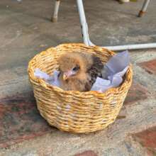 Cute rescued baby bird