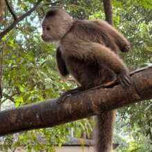 Happy monkeys playing