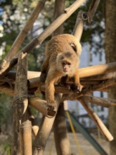 Rescued monkey
