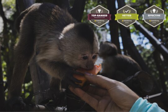 Monkeys Enjoying Fresh Fruit Delivered by SAI