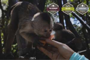 Monkeys Enjoying Fresh Fruit Delivered by SAI