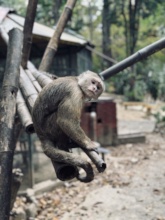 Monkey sanctuary