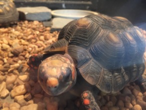 Rare Venezuelan Turtle at Animal Refuge Center