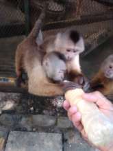 Momma and baby monkey get fresh milk for lunch.