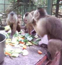 Lunchtime for the family of monkeys.