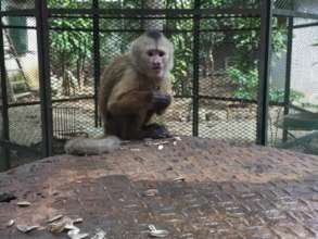 A monkey enjoying its sunflower seeds