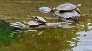 Turtles enjoying the sun!