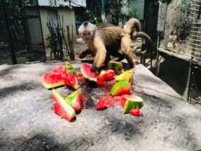 Adult Monkeys Eating Watermelon