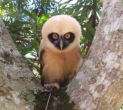 Eounded owl is in recovery at local animal refuge.