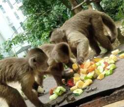 Monkeys enjoying dinner