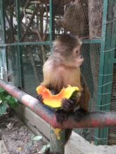 SAI Zoo Monkey Takes Time For Fruit Lunch Break